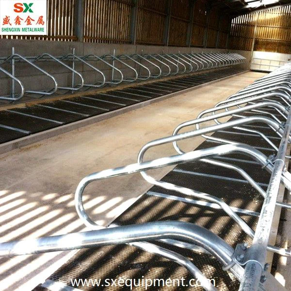 Cow Free Stall